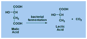 Malolactic Fermentation
